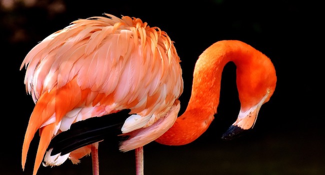 Pink Flamingo Its color depends on its diet, so our spiritual diet make our true colors apparent