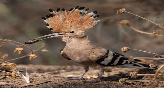 The Hoopoe Colorful bird with disgusting habits