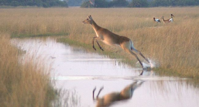 The Impala Jumps high only if it sees the landing place