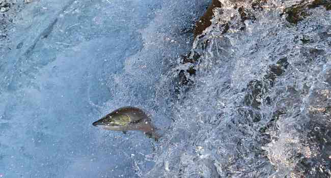 Salmon It swims upstreams for its offspring