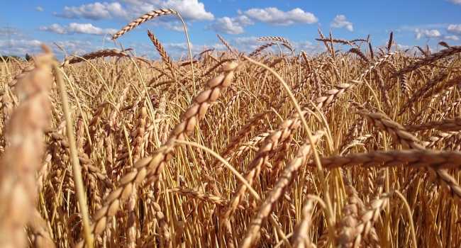 Wheat plant As it matures it bends